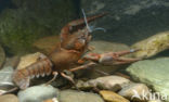 River Crayfish (Astacus astacus)