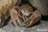 River Crayfish (Astacus astacus)