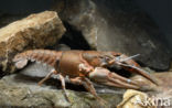 River Crayfish (Astacus astacus)