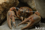 River Crayfish (Astacus astacus)