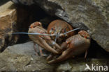 River Crayfish (Astacus astacus)