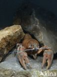 River Crayfish (Astacus astacus)