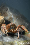 River Crayfish (Astacus astacus)