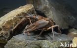 River Crayfish (Astacus astacus)