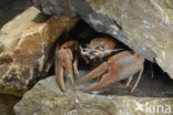 River Crayfish (Astacus astacus)