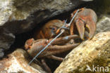 River Crayfish (Astacus astacus)