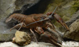 River Crayfish (Astacus astacus)