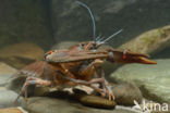 River Crayfish (Astacus astacus)