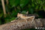 migratory locust (Locusta migratoria)