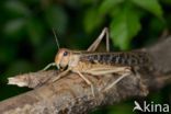 Europese treksprinkhaan (Locusta migratoria)