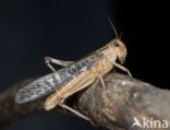 Europese treksprinkhaan (Locusta migratoria)