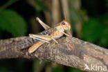 Europese treksprinkhaan (Locusta migratoria)