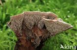 Fluwelige stekelzwam (Hydnellum spongiosipes)