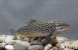 Salmo trutta lacustris
