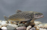 Salmo trutta lacustris