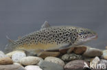 Salmo trutta lacustris