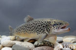 Salmo trutta lacustris