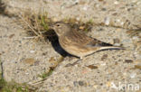 Kneu (Carduelis cannabina)