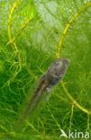 Yellow-bellied Toad (Bombina variegata)