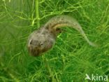 Yellow-bellied Toad (Bombina variegata)