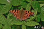 Comma (Polygonia c-album)