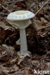 false death cap (Amanita citrina)