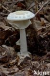 Gele knolamaniet (Amanita citrina)