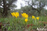 Yellow Crocus (Crocus ancyrensis)