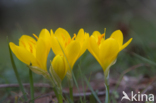 Yellow Crocus (Crocus ancyrensis)