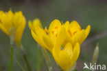 Gele Krokus (Crocus ancyrensis)