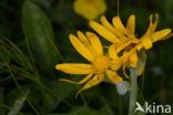 Golden Ragwort (Senecio doronicum)