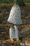 Geschubde inktzwam (Coprinus comatus)