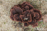 Gewone franjezwam (Thelephora terrestris)