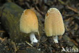 Gewone glimmerinktzwam (Coprinus micaceus)