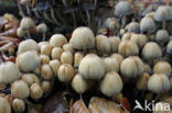 Gewone glimmerinktzwam (Coprinus micaceus)