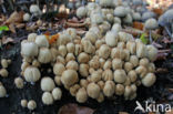 Gewone glimmerinktzwam (Coprinus micaceus)