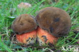 Gewone Heksenboleet (Boletus erythropus)