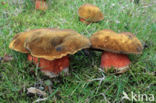 Gewone Heksenboleet (Boletus erythropus)