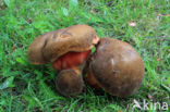 Gewone Heksenboleet (Boletus erythropus)