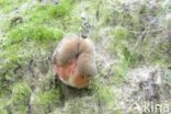 Gewone Heksenboleet (Boletus erythropus)