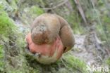 Gewone Heksenboleet (Boletus erythropus)