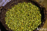 Gewone hop (Humulus lupulus)