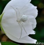 Gewone kameleonspin (Misumena vatia)