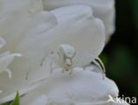 Gewone kameleonspin (Misumena vatia)