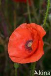 Gewone klaproos (Papaver rhoeas)