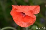 Field Poppy (Papaver rhoeas)