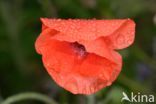 Gewone klaproos (Papaver rhoeas)