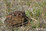 Gewone pad (Bufo bufo)