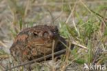 Gewone pad (Bufo bufo)