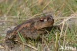 Gewone pad (Bufo bufo)